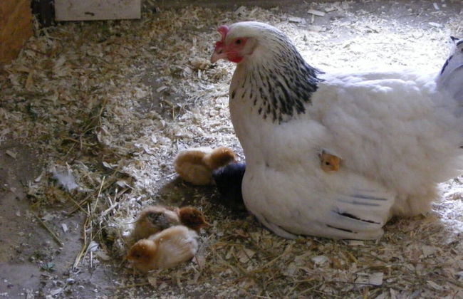 "ganseliesel" Comfortable Holiday Residence - Photo 13