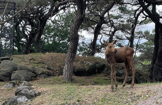 4 Person Holiday Home in Tarnaby - Foto 4