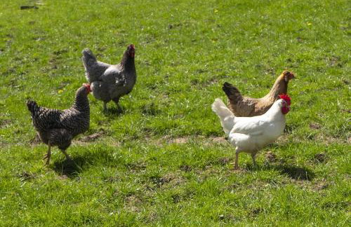 Garden View Apartment - Foto 21