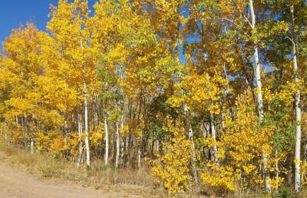 Cabin in the Woods - Foto 34