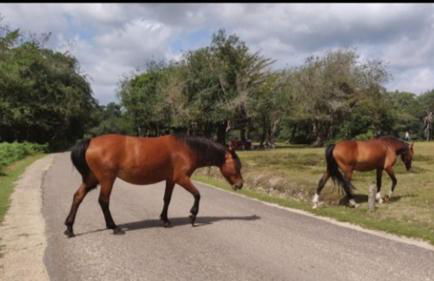 Chalet with hot tub room - Foto 29