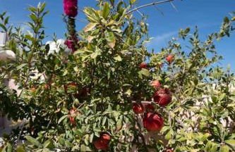 Bird Nest-Santorini Cave houses - Foto 20