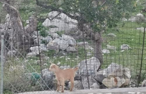 LEMON TREE GARDEN near Mirtos beach - Foto 19