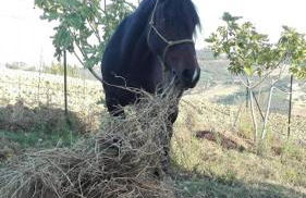 Casale Vittoria Atri - Foto 29