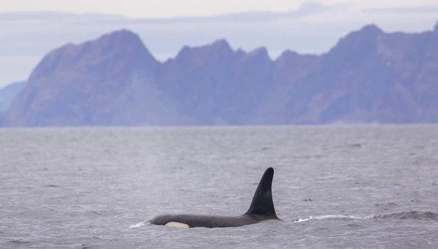 Whale Watching Fjord Cruise - Photo 3