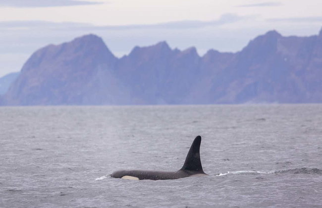 Avistamiento de ballenas en los fiordos noruegos - Foto 3