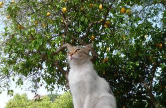Biologico Dell'Etna - Foto 10