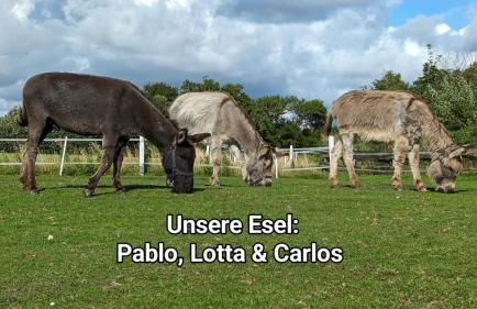 Ferienhaus Kömhuus - Photo 17