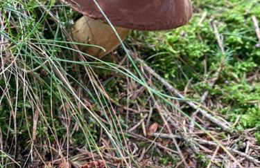 Ferienwohnung Sonnenhof - Foto 52