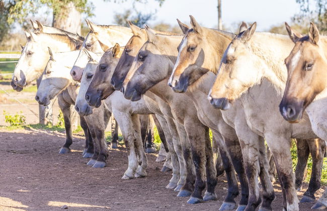 Estancia San Agustín - Foto 15