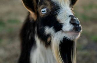 Creekside A-Frame Retreat with Treehouse Views, Hammock Lounge & Indoor-Outdoor Shower in New Port, Tennessee - Foto 18