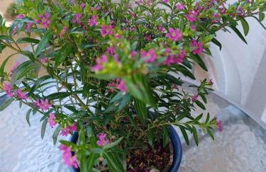 Amber's home - Foto 22