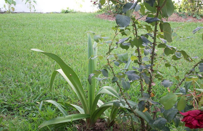 Villa Panorea - Foto 21