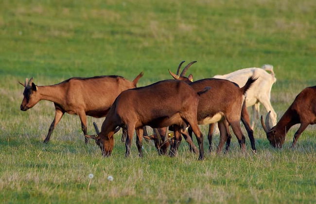 Ferme du Caroire - Foto 29