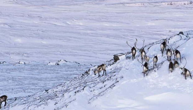 Breiðdalsvík Valley Reindeer Safari - Foto 4