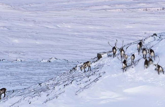 Breiðdalsvík Valley Reindeer Safari - Photo 4