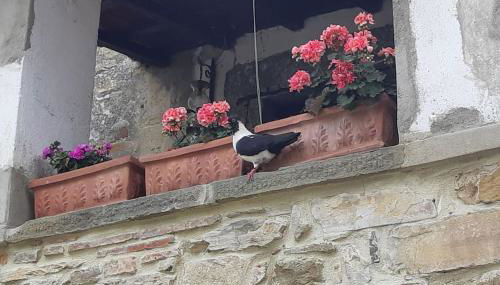 La casa di Nina - Foto 3