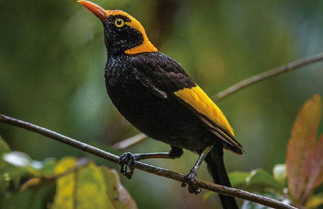 O'Reilly's und Lamington National Park Tour - Foto 1