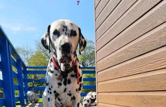 Glen Bay - 2 Bed Lodge on Friendly Farm Stay with Private Hot Tub - Foto 76