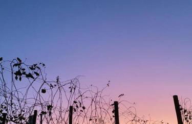 Quarto dos Vinhos - Foto 7