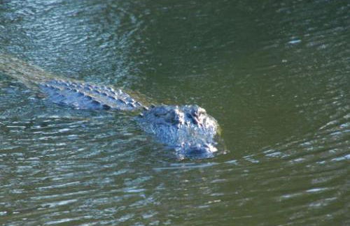 Scenic Bed and Breakfast Accommodation on Lake Martin near Lafayette, Louisiana - Foto 12