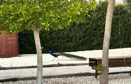 Villa Arizona - Foto 14