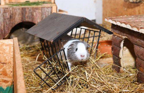 Ferienwohnung Waldblick auf dem Ferienhof Eschen - Foto 28