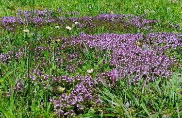 Le Petit Manoir Vaillac - Foto 14