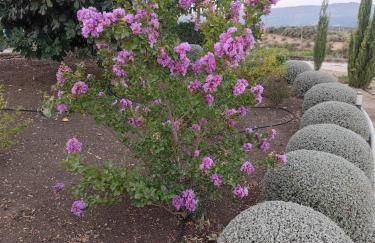 La Marabulla - Photo 41