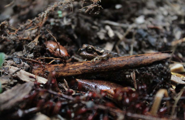 Punta Curiñanco Tour - Photo 7