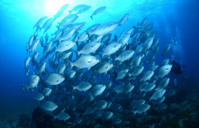 Snorkeling à Praia do Cachorro - Photo 4