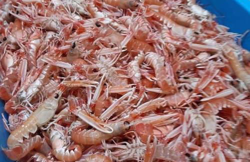 La Maison de Kertouez - La Foret - Foto 15