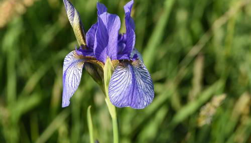 Sylvia Helene Lafrenz - Photo 4