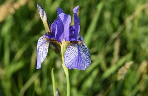 Sylvia Helene Lafrenz - Photo 4