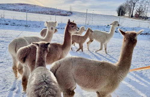TOP moderne FeWo - Alpakahof zum Himmelreich, traumhafte Lage, Terrasse mit Weitblick, kostenfreier Parkplatz, Nähe Kurklinik, optional Sauna - Foto 24