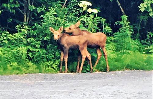 Alaska Creekside Cabins in Seward - Foto 11
