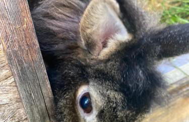 Apartments Unteradamerhof - Foto 38