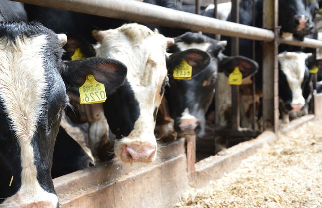 Romantic Farmhouse Escape - Photo 20