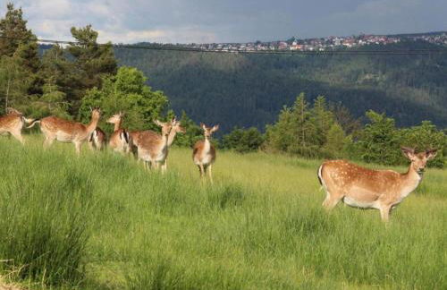 Cosy farmhouse apartment at the edge of the forest - Foto 61