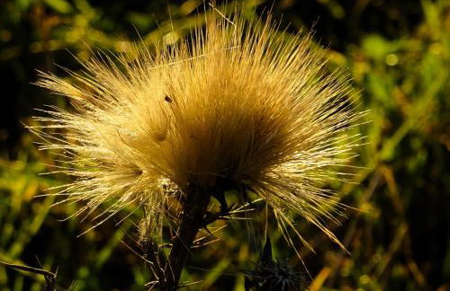 Monte do Alento - Castro da Cola - Foto 60