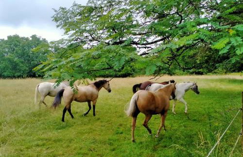 Manoir de L'Aisnerie - Foto 32