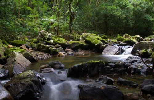 Alugo minha casa na floresta! - Foto 9