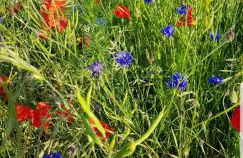 Ferienwohnung in der Stegwiese - Foto 16