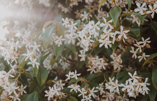 Quinta Do Padrao - Foto 42