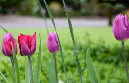 Lakefront near Seattle, Mt Rainier & Ocean Shores - Foto 12