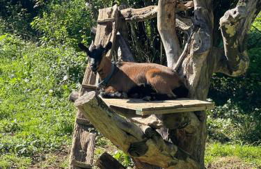 Domaine de Montfort - Foto 48