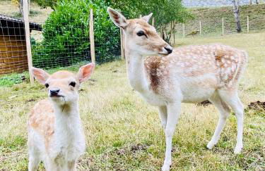 Chalet le Bô & Spa - Foto 20