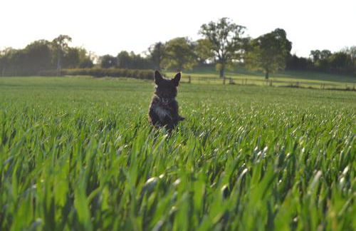 Pine Tree Lodge, Bridgnorth - Foto 65