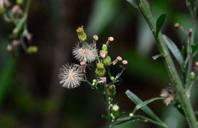 Santuario de Iguaque Hiking Tour - Foto 1