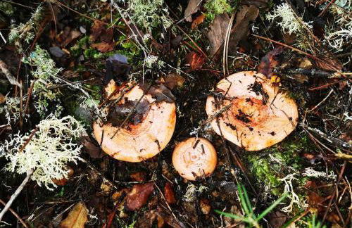 Casa Rural Mirador de los Tomillos - Foto 60